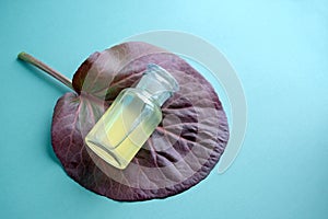 Cosmetic glass Bottle Mock-Up lying on large maroon leaf of bergenia crassifolia on mint color background. Natural body care oil,