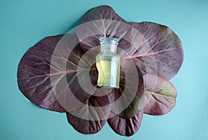 Cosmetic glass bottle mock-up lying on maroon leaves of bergenia crassifolia on mint color background. Natural body care oil,