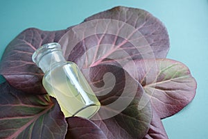 Cosmetic glass bottle mock-up lying on maroon leaves of bergenia crassifolia on mint color background. Natural body care oil,