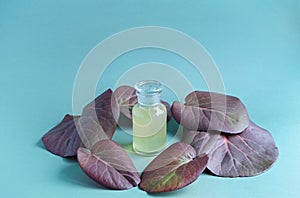 Cosmetic glass bottle mock-up surrounded by maroon leaves of bergenia crassifolia on trendy turquoise color background with copy photo