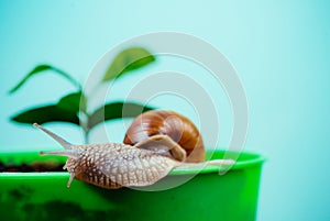 Cosmetics and snail mucus. Cosmetology beauty procedure. Cute snail near green plant. Natural remedies. Adorable snail