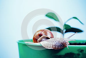 Cosmetics and snail mucus. Cosmetology beauty procedure. Cute snail near green plant. Natural remedies. Adorable snail