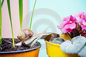 Cosmetics and snail mucus. Cute snail near green plant. Natural remedies. Adorable snail close up. Little slime with