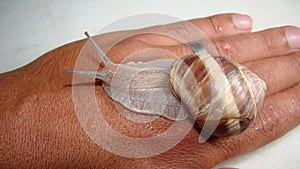 Cosmetological procedure. a snail on the hand in a beauty salon, wound healing close up of snail shell - closeup  treatment by sna