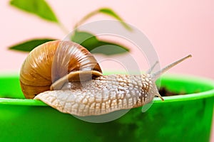 Cosmetology beauty procedure. Cute snail near green plant. Natural remedies. Adorable snail close up. Little slime with
