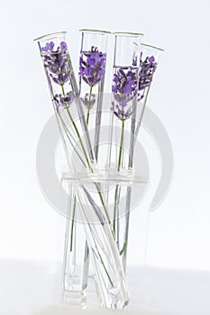Cosmetology lab Lavender Flowers in test tubes