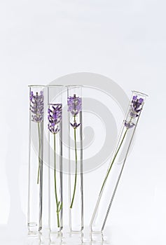 Cosmetology lab Lavender Flowers in test tubes