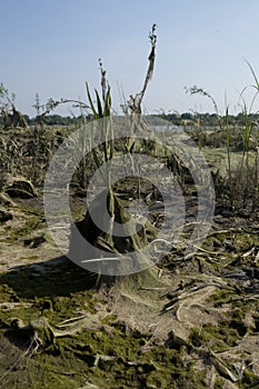 cosmic landscape of mud