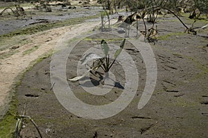 cosmic landscape of mud