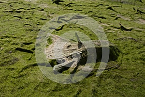 cosmic landscape of mud