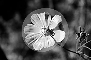 Cosmo flower in black and white