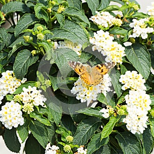 Cosmopolitan butterfly - Vanessa cardui, Syn.: Cynthia cardui - on flowering lantana bush in summer garden