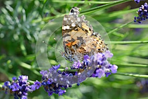 Cosmopolitan butterfly - Vanessa cardui, Syn.: Cynthia cardui - on flowering lavender