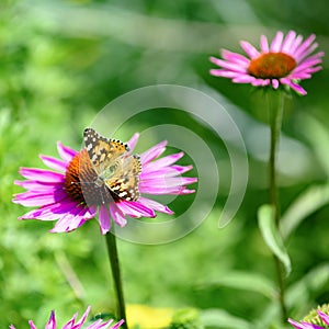 Cosmopolitan butterfly - Vanessa cardui, Syn.: Cynthia cardui - on flowering pink coneflower, sunhat