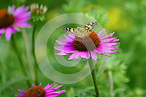 Cosmopolitan butterfly - Vanessa cardui, - or thistle butterfly or painted lady, on flowering pink coneflower, sunhat