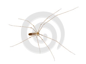 Cosmopolitan cellar spider isolated on white background, Pholcus phalangioides