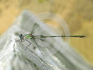 Cosmopolitan Damselfly