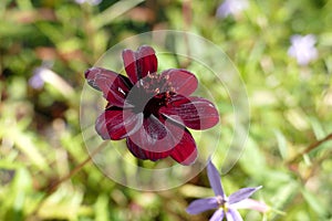 Cosmos atrosanguineus