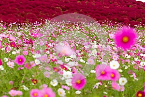 Cosmos and Bassia scoparia field