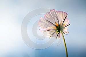 Cosmos bipinnata Cav flower photo