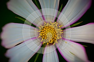Cosmos bipinnata Cav. flower photo