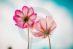 Cosmos bipinnata Cav flower pink photo