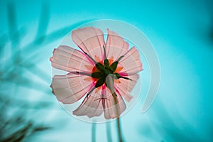 Cosmos bipinnata Cav photo