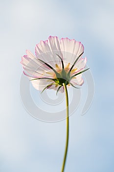 Cosmos bipinnata Cav flower