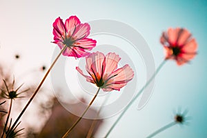 Cosmos bipinnata Cav flower pink photo