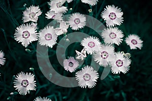 Photo of Cosmos bipinnata Cav wild flower background context photo