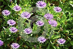 Cosmos bipinnata purple flower photo