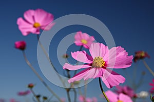 Cosmos bipinnatus