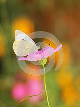 Cosmos bipinnatus