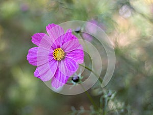 Cosmos bipinnatus