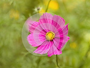 Cosmos bipinnatus