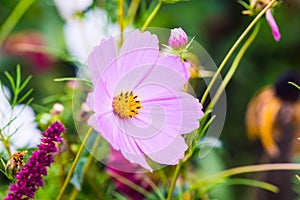 Cosmos bipinnatus