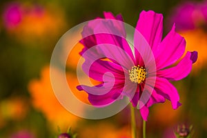 Cosmos bipinnatus is another type of flowers that grow the fastest and easy rearing easier.