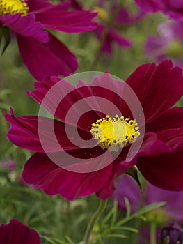 Cosmos bipinnatus Apollo Carmine 07