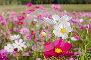 The Cosmos bipinnatus beautiful bloom when get winter coming, as the background. photo