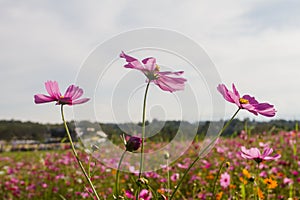 Cosmos bipinnatus beautiful blooms and the sky background.