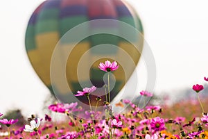 Cosmos bipinnatus beautiful blossom everywhere.