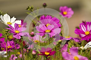 Cosmos bipinnatus