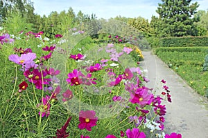 Cosmos bipinnatus blooming in garden. Red flowers near path