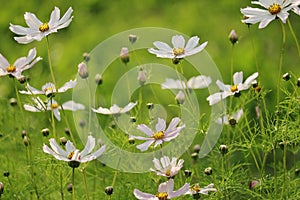 Cosmos bipinnatus blossoming in summer season