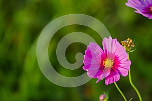 Cosmos bipinnatus colorful cosmos blooming in a field in the background.