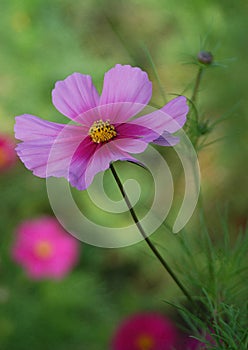 Cosmos bipinnatus, commonly called the garden cosmos or Mexican aster