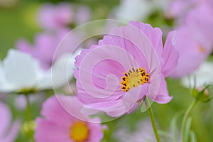 Cosmos bipinnatus