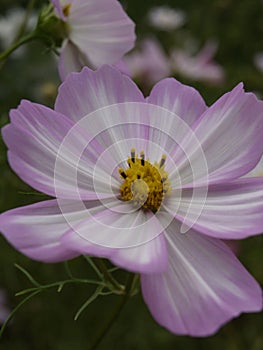 Cosmos bipinnatus Cosimo Pink-White 03