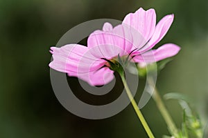 Cosmos bipinnatus - Cosmos flower