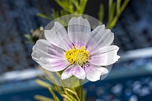 Cosmos bipinnatus `Daydream`